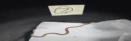 Corn Snake reptiles for sale: Various baby corn snakes unsexed x13 Bolton - Advert 7