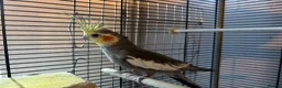 Cockatiels birds for sale: Pair of Cockatiels  - Advert 5