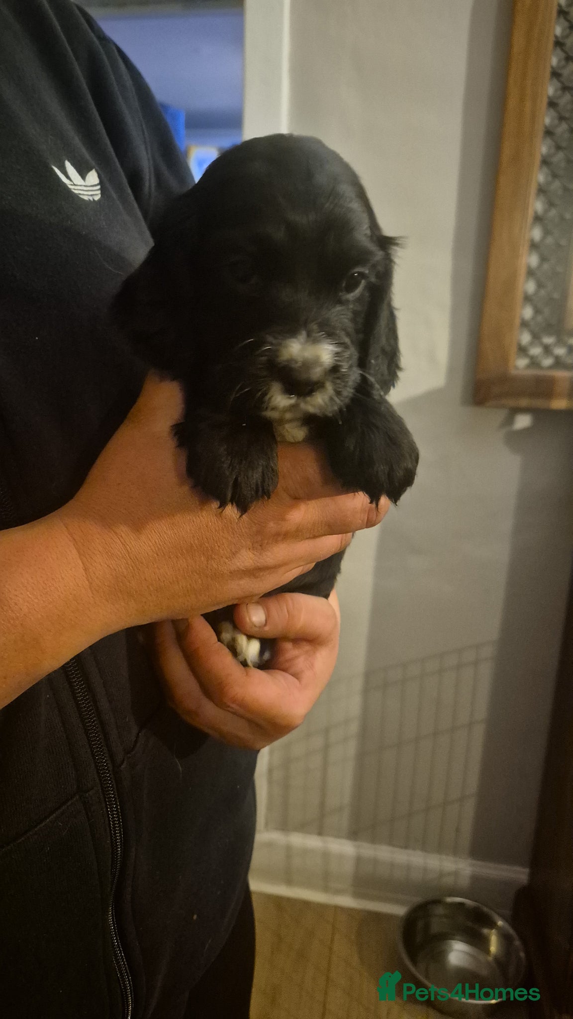 Cocker Spaniel dogs for sale: 6 cocker spaniel pups  - Advert 4