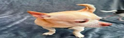 Chihuahua dogs for adoption: 💙ARMANI & 💙GUCCI – TWO HEARTS ONE BOND in Peterborough - Advert 6