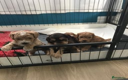 Cockapoo dogs for sale: 4 Beautiful female cockerpoos  - Image 2