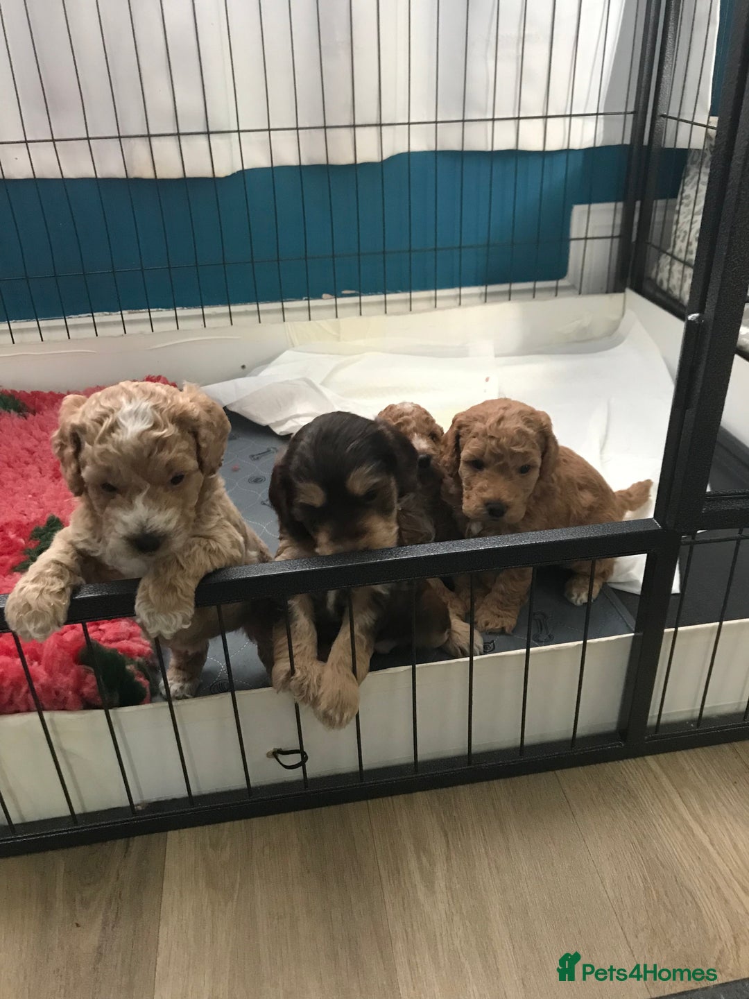 Cockapoo dogs for sale: 4 Beautiful female cockerpoos  - Image 2