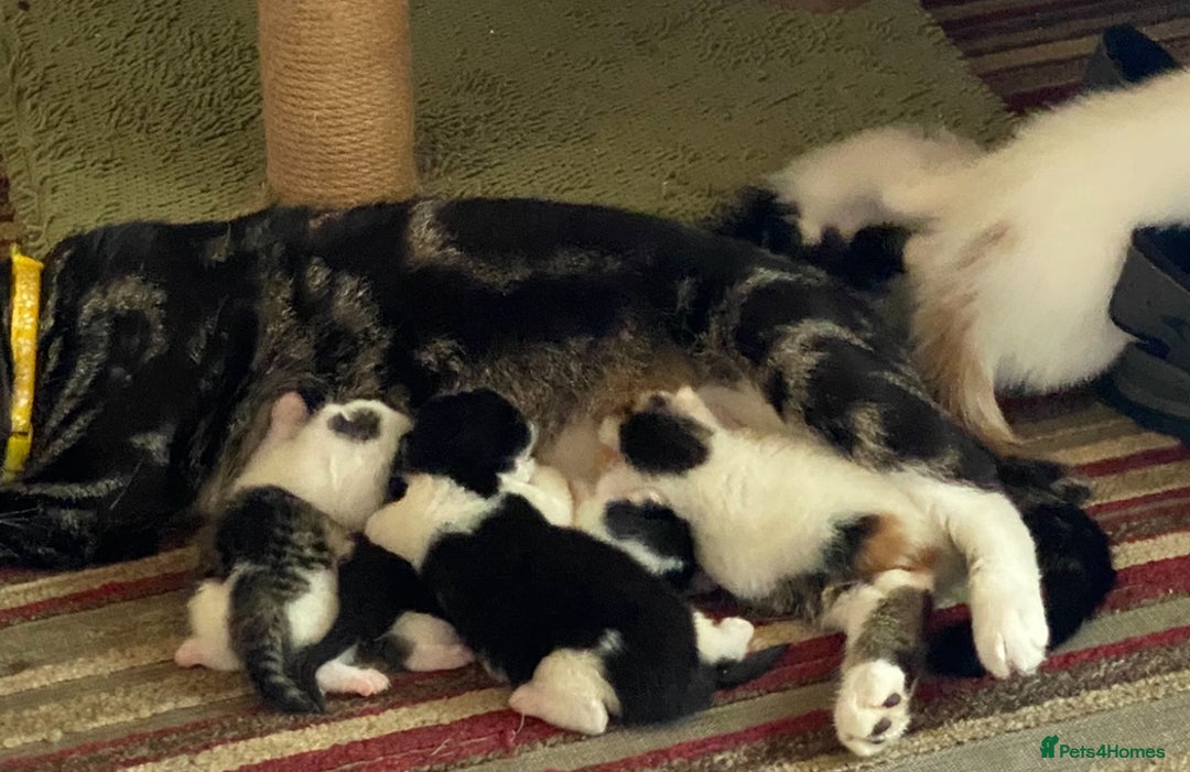 British Shorthair cats for sale: Mabel’s beautiful babies  - Image 2