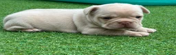 French Bulldog dogs for sale: Stunning French Bulldog Puppies in Norwich - Advert 34