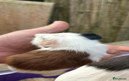 Guinea Pig rodents for sale: Male baby Guineapigs  - Image 4