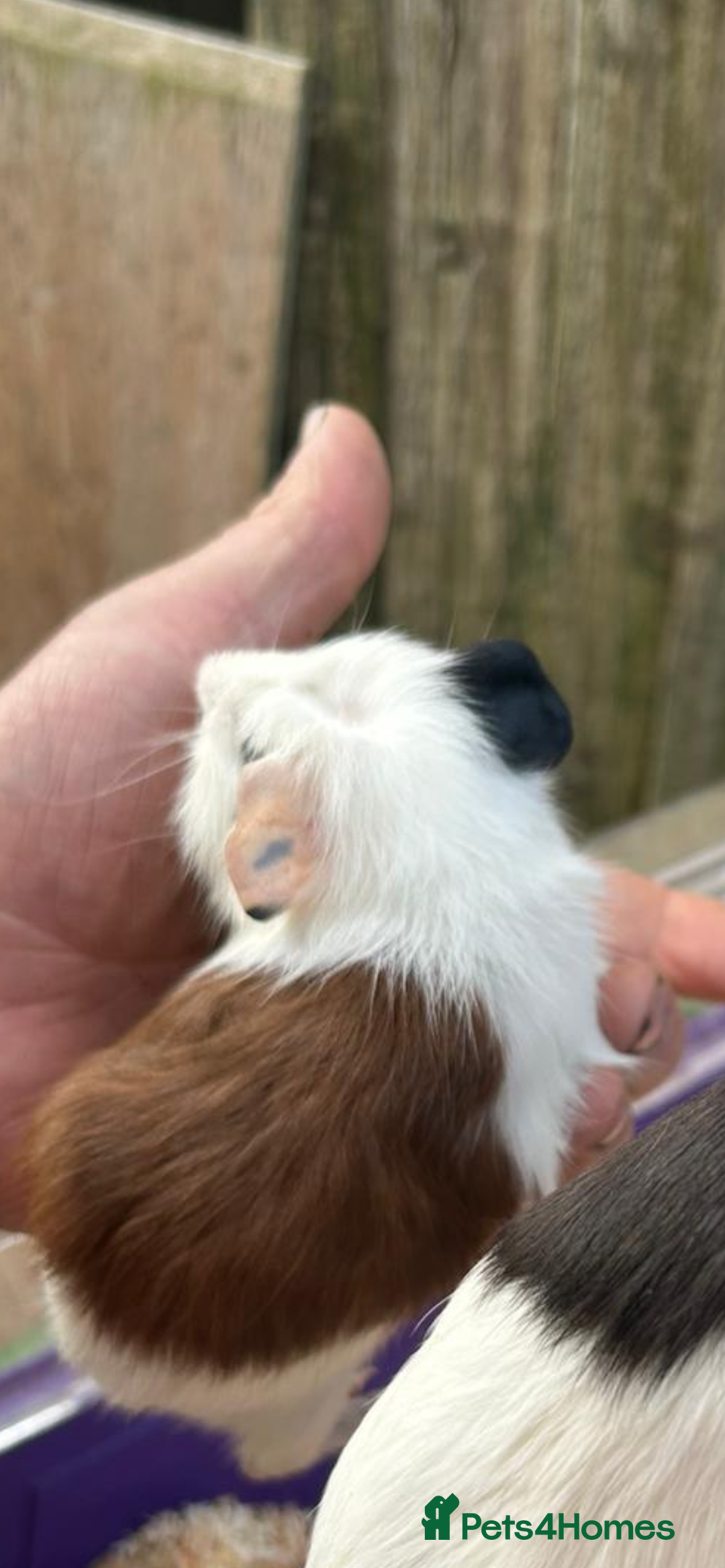 Guinea Pig rodents for sale: Male baby Guineapigs  - Image 4