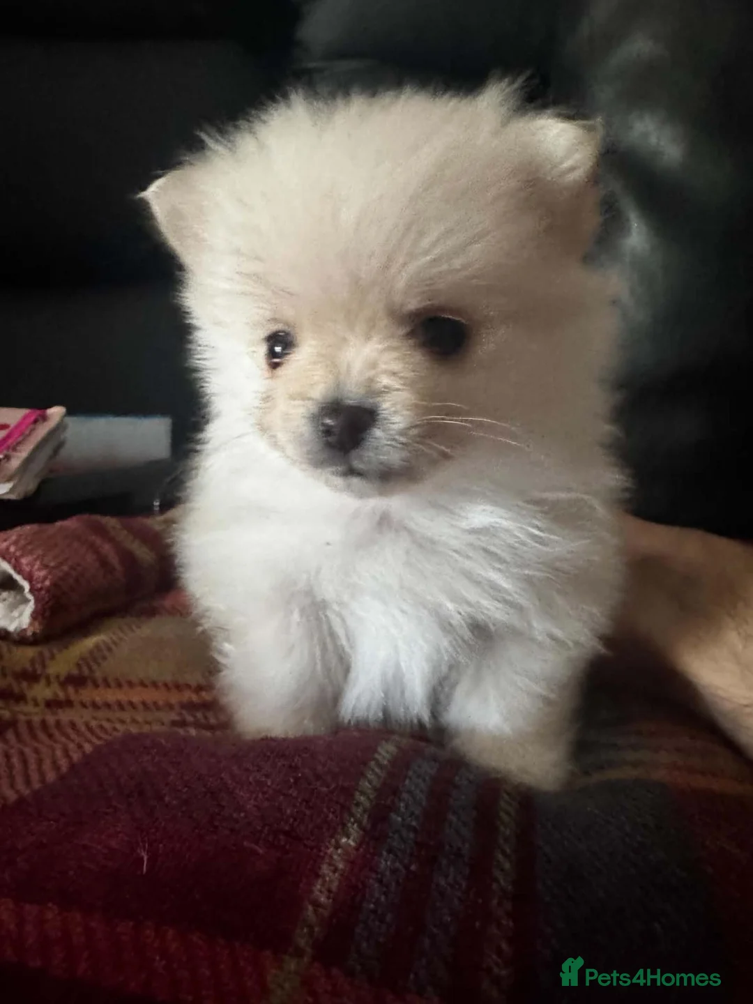 Pomchi dogs for sale: Pomeranian Chihuahua Puppies in Rotherham - Advert 1