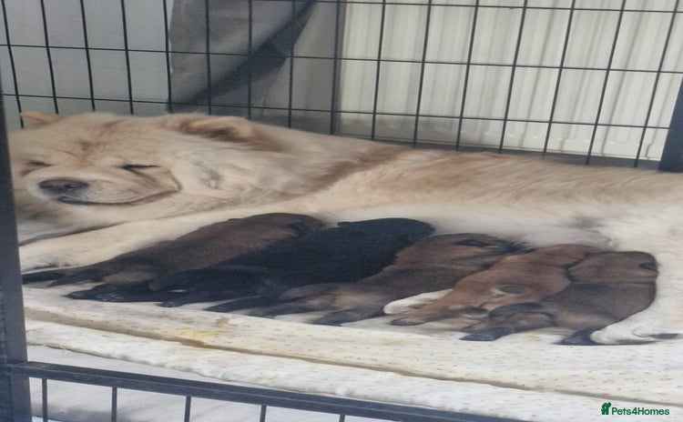 Chow Chow dogs KC REGISTERED QUALITY TEDDY BEAR CHOW CHOW 5 wk - Advert 4