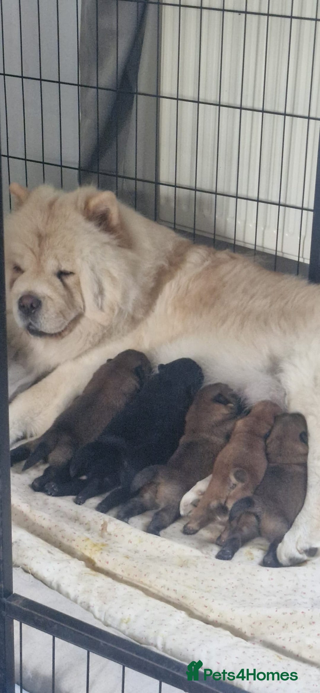 Chow Chow dogs for sale: KC REGISTERED QUALITY TEDDY BEAR CHOW CHOW 5 wk - Advert 1