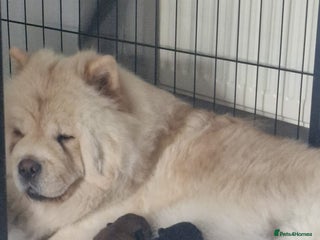 Chow Chow dogs KC REGISTERED QUALITY TEDDY BEAR CHOW CHOW 5 wk - Advert 1