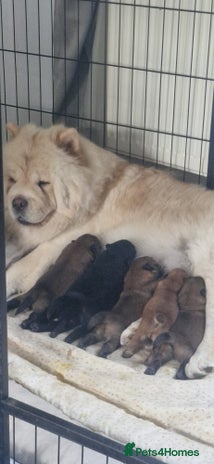 Chow Chow dogs KC REGISTERED QUALITY TEDDY BEAR CHOW CHOW 5 wk - Advert 1