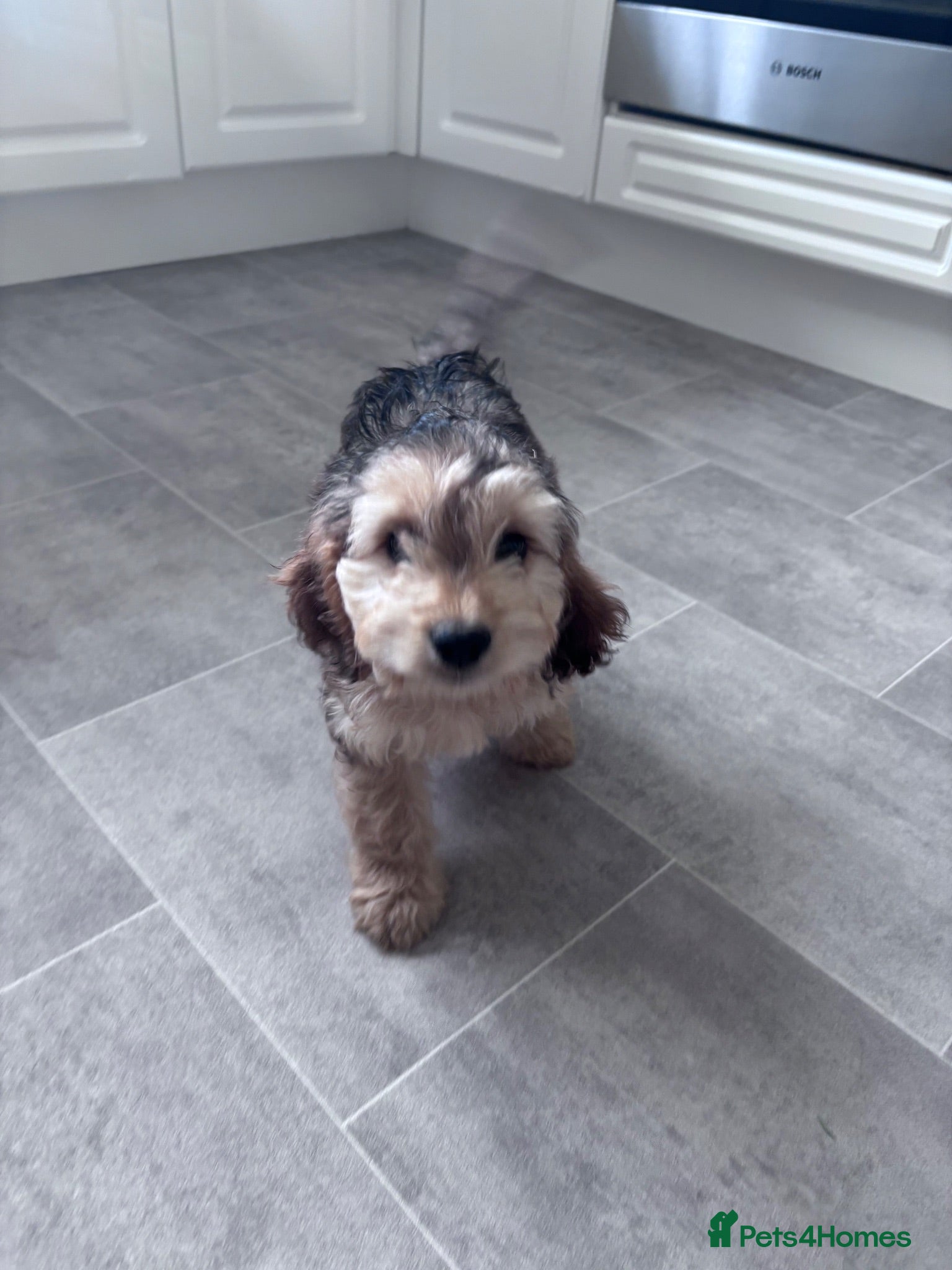 Cockapoo dogs Cockapoo puppies ready to leave 2 left - Advert 6