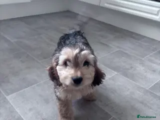 Cockapoo dogs Cockapoo puppies ready to leave 2 left - Advert 6
