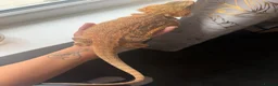 Bearded Dragon reptiles for sale: Bearded Dragon  - Advert 3