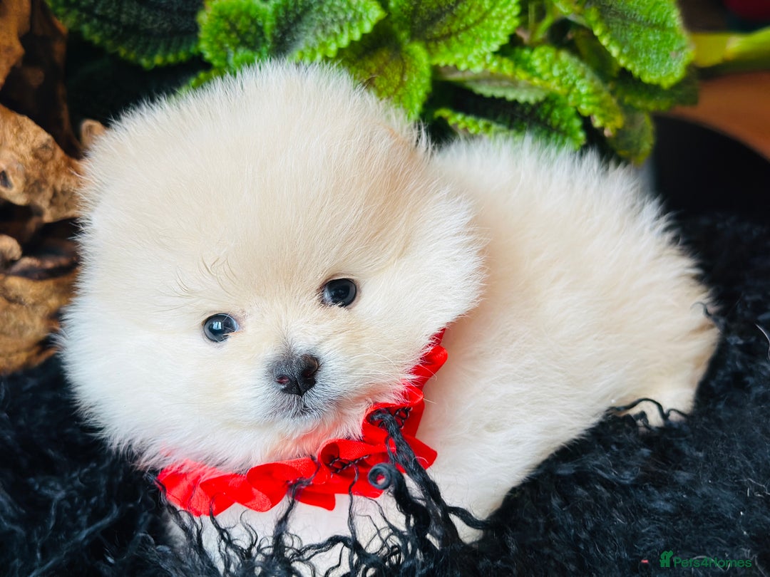 Pomeranian dogs for sale: KC white pomeranians  for reservation!  - Advert 4