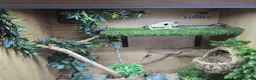 Corn Snake reptiles for sale: Corn Snake + Full Setup - Advert 6