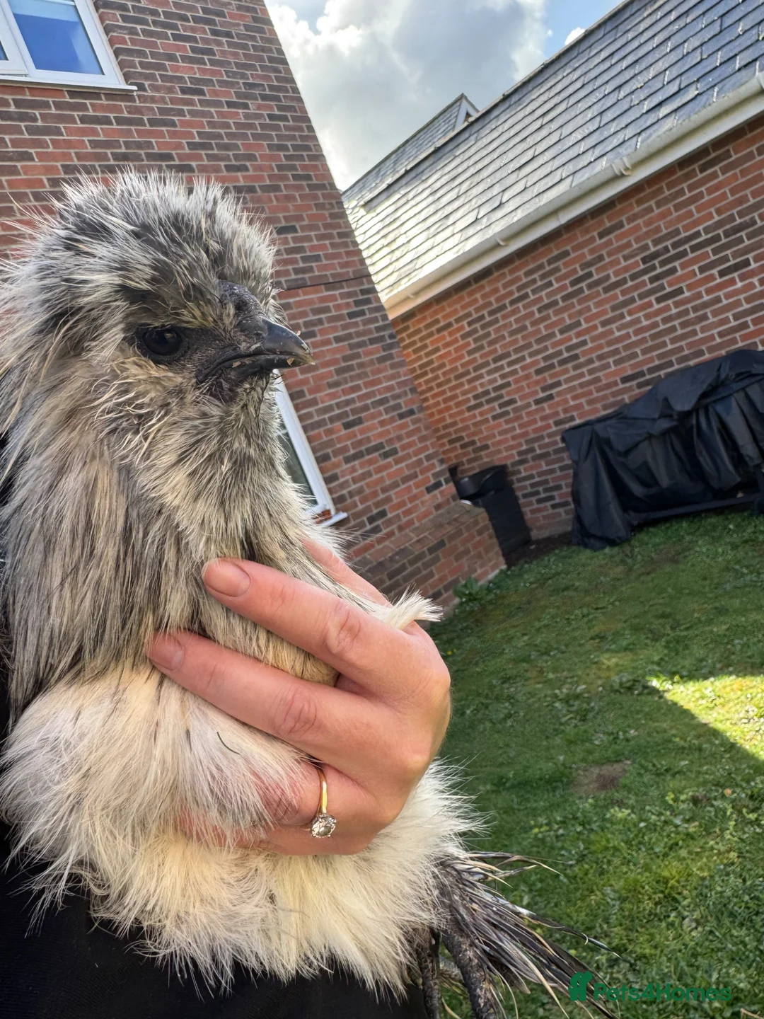 Chickens poultry for sale: Silkie Cockerel in Brentwood - Advert 5