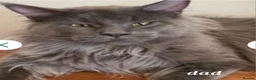 Maine Coon cats for sale: Pedigree tica mainecoon kittens - Advert 25