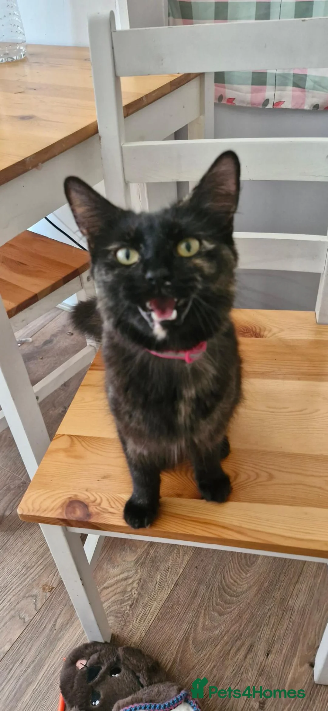 Mixed Breed cats for sale: Dutchess - Advert 11