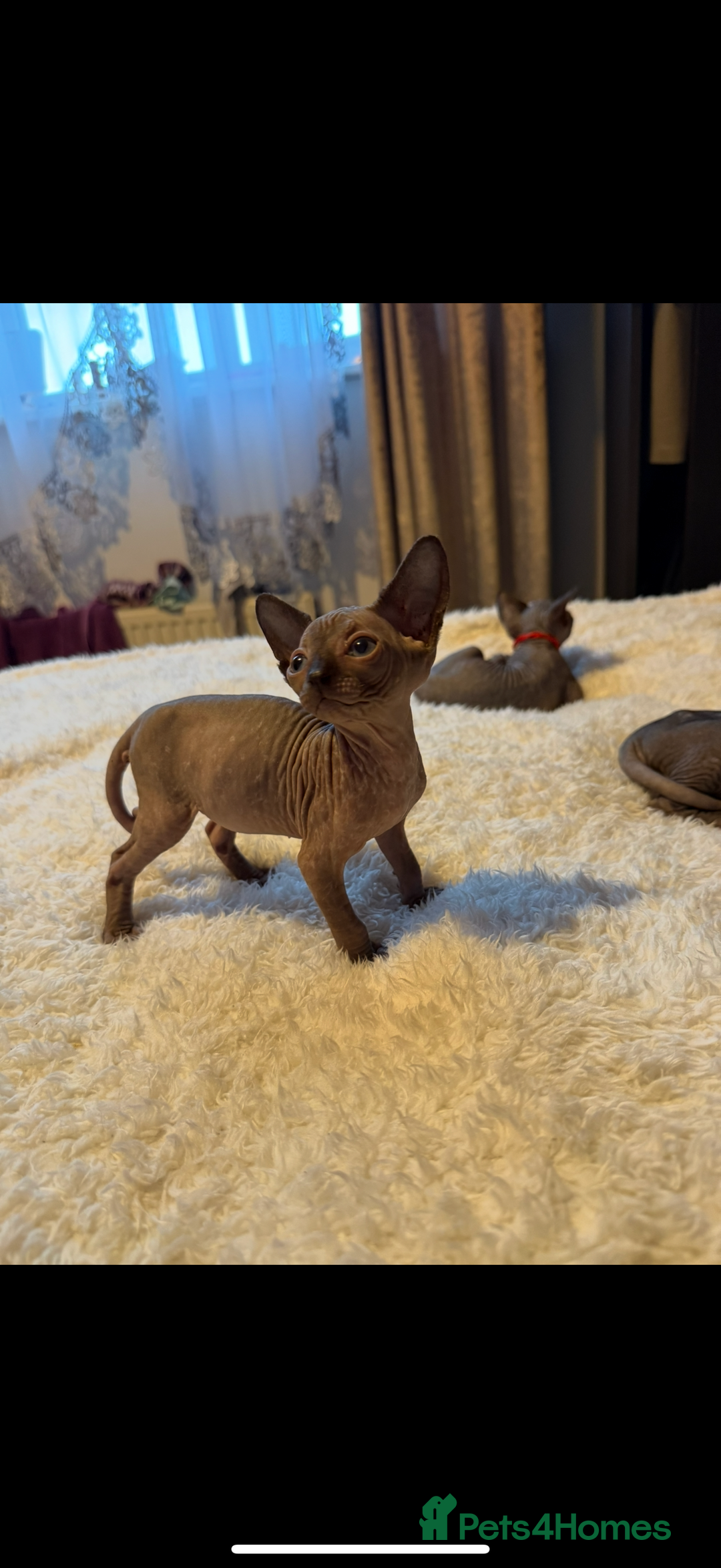 Sphynx cats for sale: 6 adorable sphinx kittens for sale  - Image 9