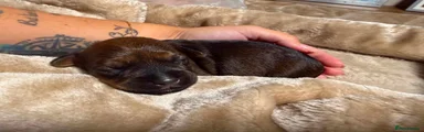 Mixed Breed 1