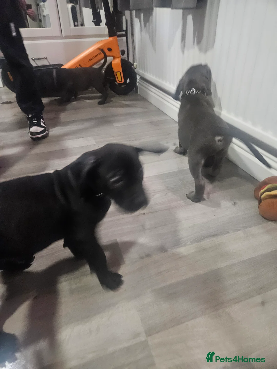 Mixed Breed dogs for sale: Prety puppy - Advert 4