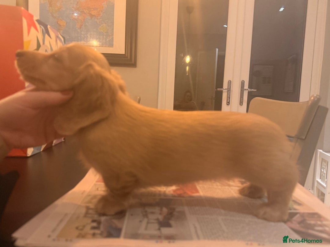 Miniature Dachshund dogs for sale: Uk champion mother - kc registered - Advert 5