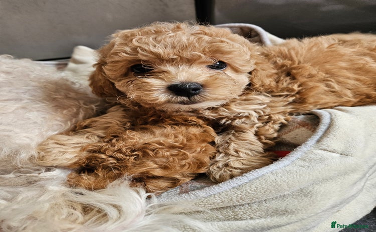 Maltipoo dogs - Advert 3