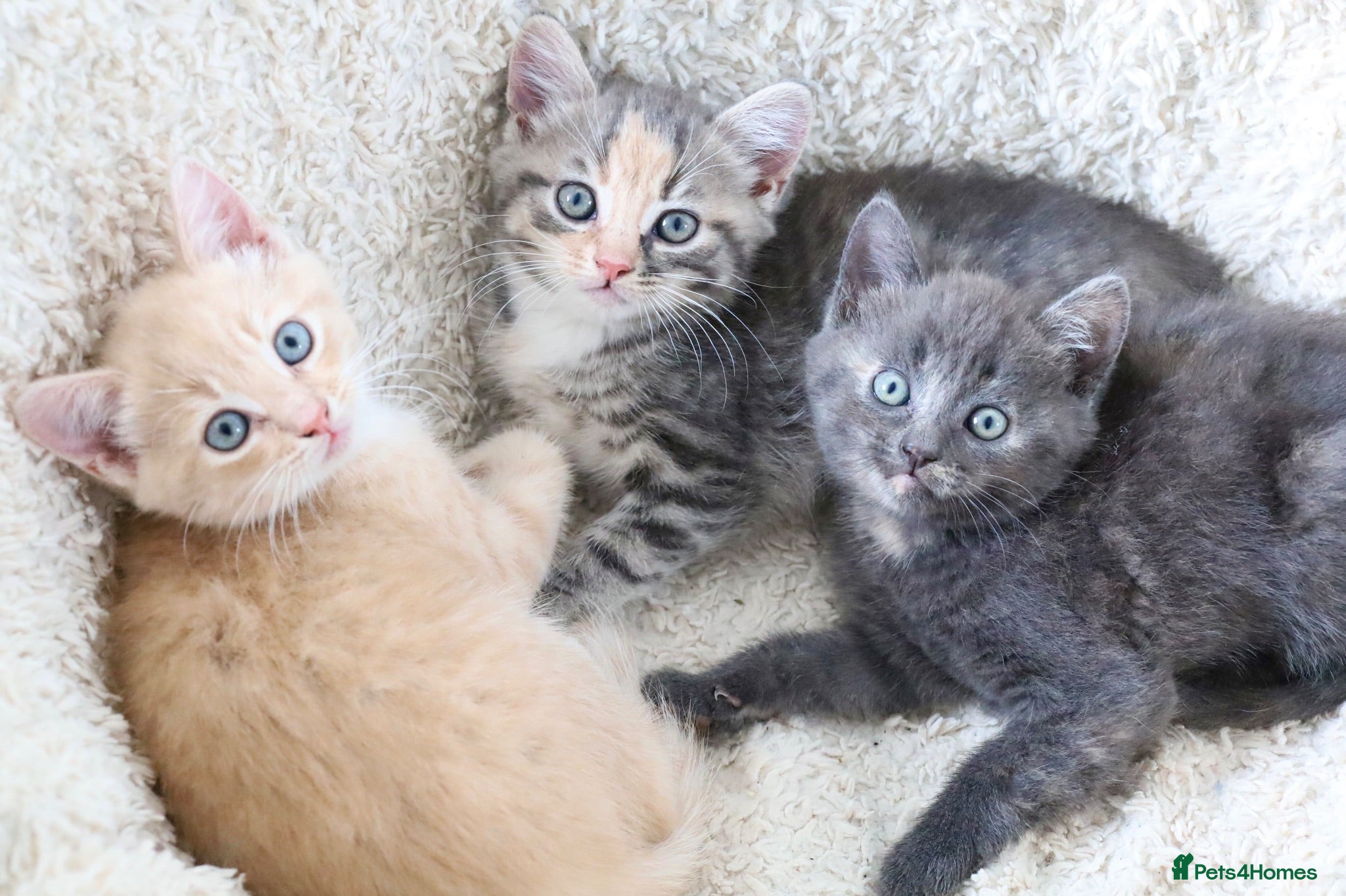 Siberian cats Beautiful Siberian Kittens-3 Boys-Hypoallergenic - Advert 16