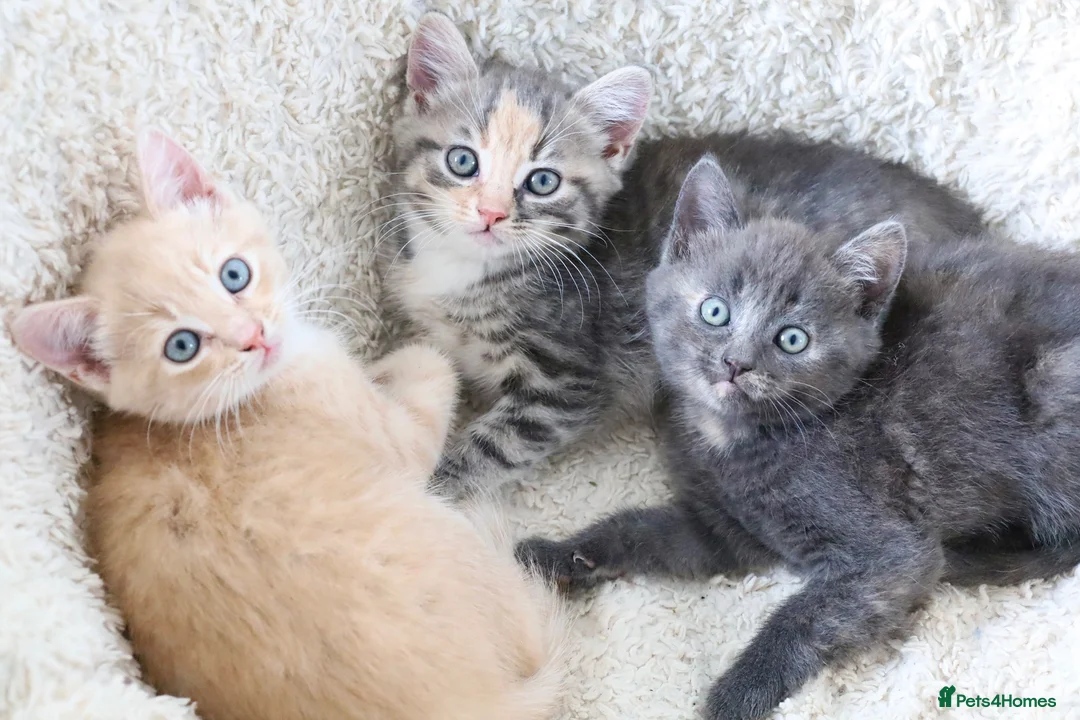 Siberian cats for sale: Beautiful Siberian Kittens-3 Boys-Hypoallergenic - Advert 1