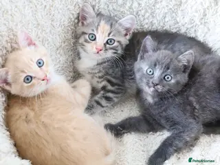 Siberian cats Beautiful Siberian Kittens-3 Boys-Hypoallergenic - Advert 1