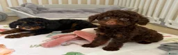 Toy Poodle dogs for sale: Health tested Toy Poodle puppies  - Advert 8