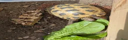 Tortoise reptiles for sale: Horsefield Tortoise Female - Advert 2