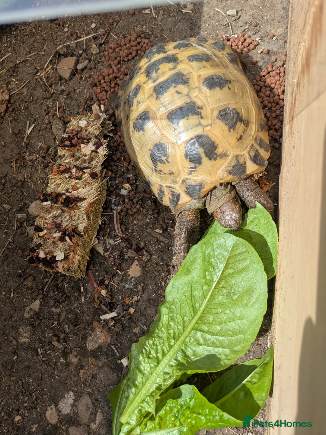 Tortoise reptiles for sale: Horsefield Tortoise Female - Advert 2