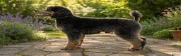 Toy Poodle dogs for sale: Toy Poodle Stud Dog/Loving Family Pet forsale - Advert 3
