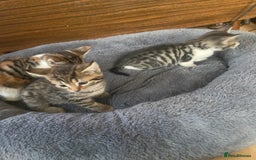 British Shorthair cats for sale: English tabby kittens for sale  - Image 6