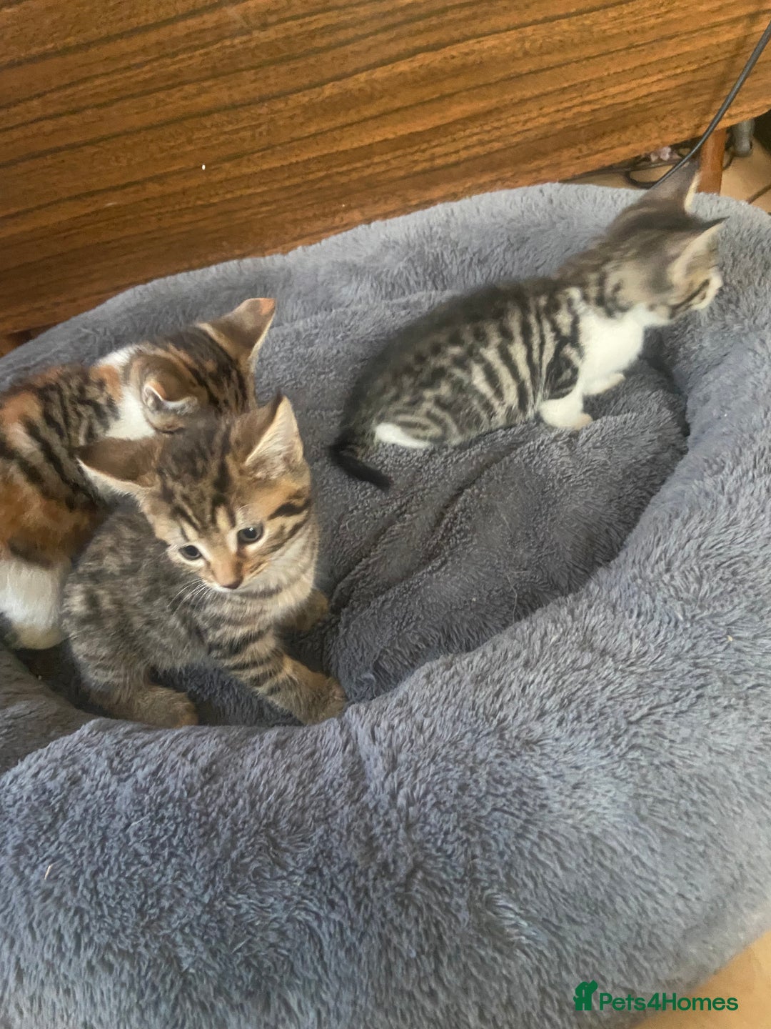 British Shorthair cats for sale: English tabby kittens for sale  - Image 6