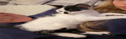 Mixed Breed cats for sale: 2 gorgeous female kittens in Birmingham - Advert 3