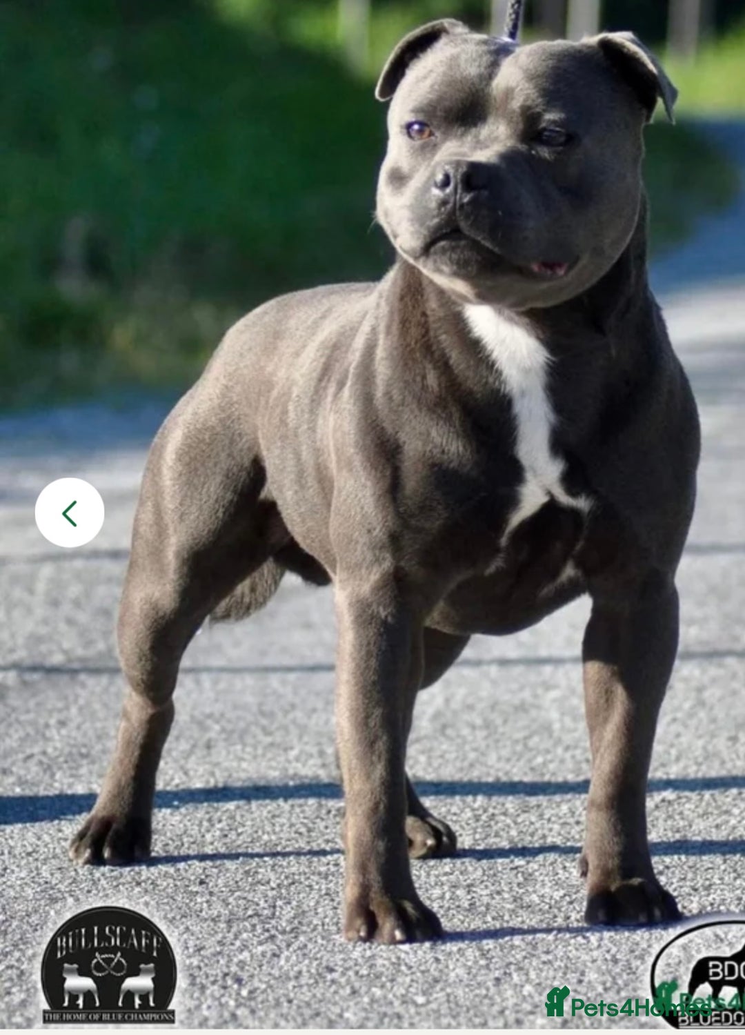 Staffordshire Bull Terrier dogs for sale: Champion Bloodline Blue Staffordshire BullTerriers - Advert 3