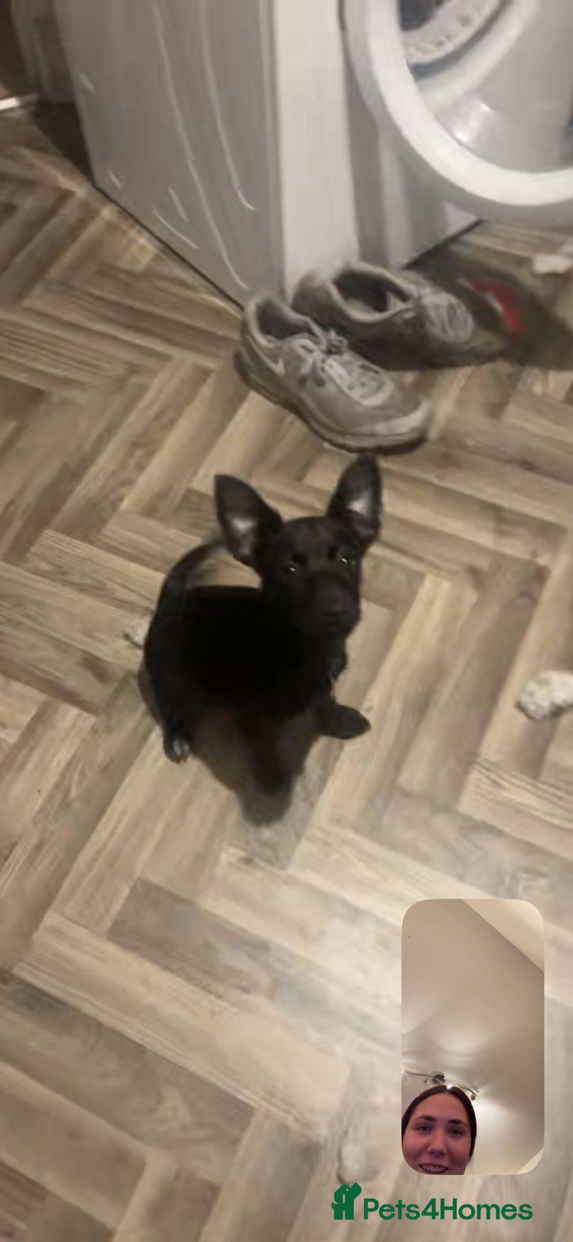 Mixed Breed dogs Jack Russell mix pup - Advert 11