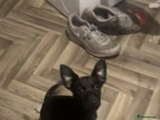 Mixed Breed dogs - Advert 3