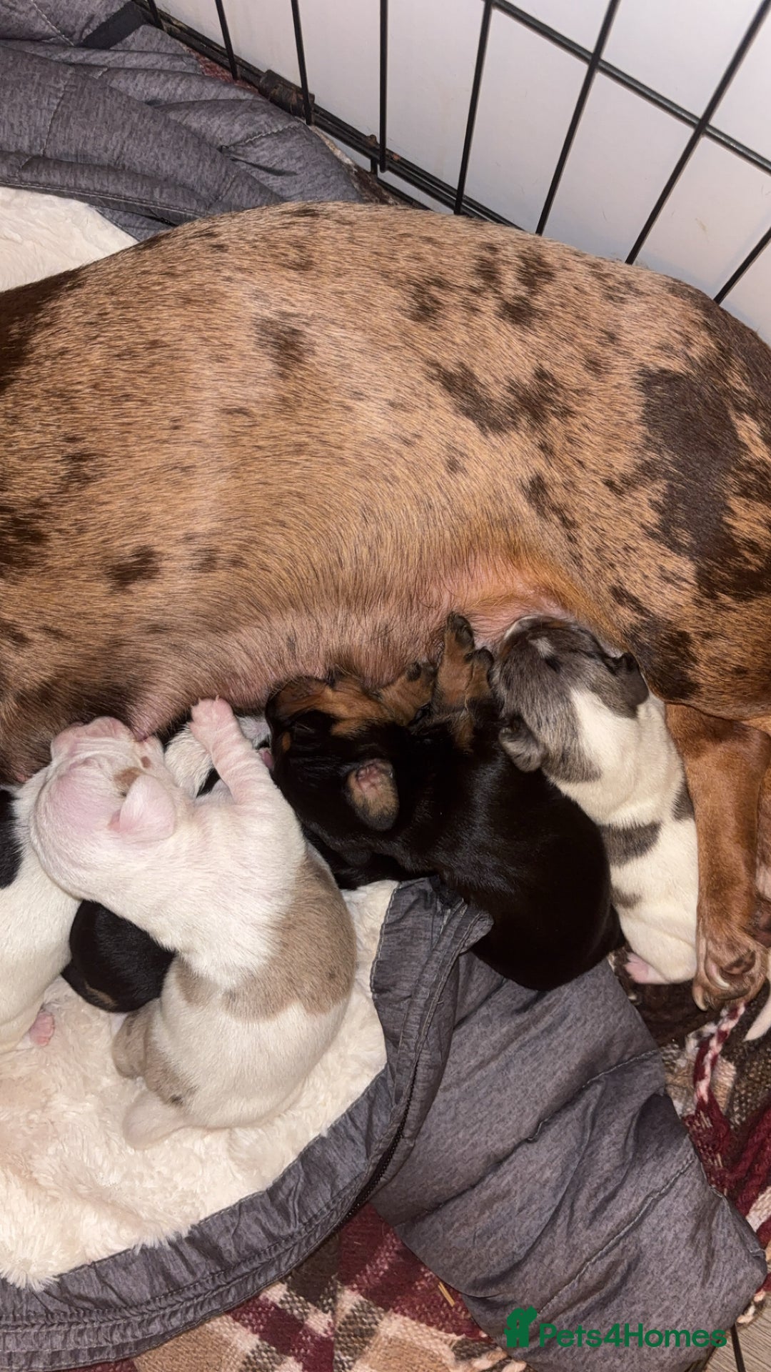 Dachshund dogs for sale: Dachshund-miniature  - Advert 5