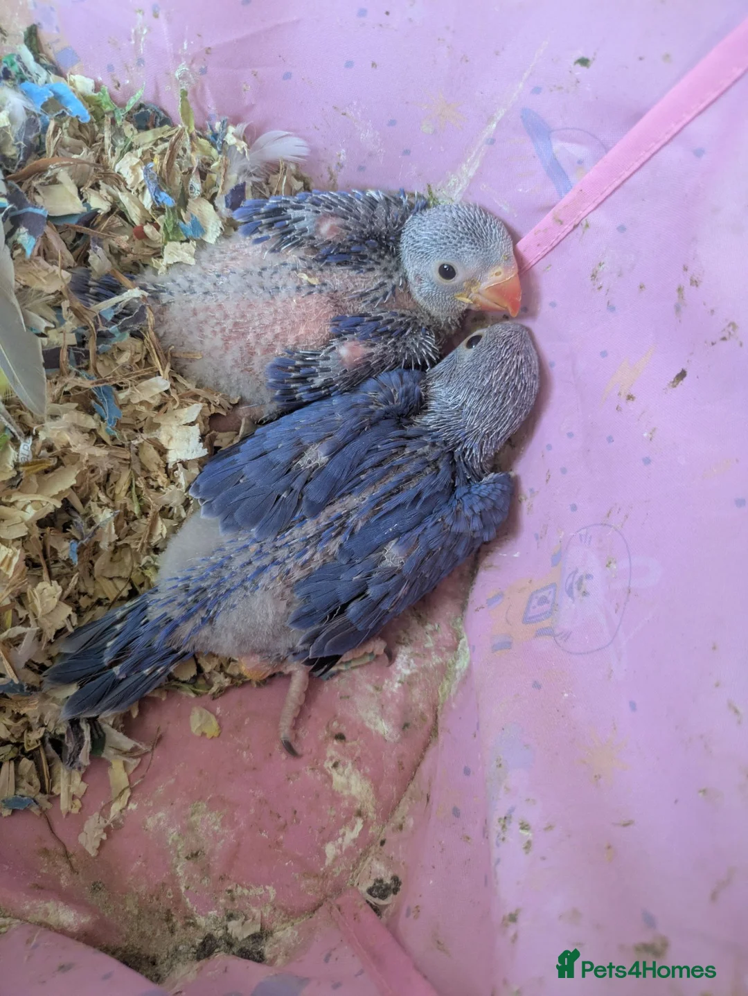 Ringnecks birds for sale: Indian Ringneck baby violet hand reared special - Advert 2