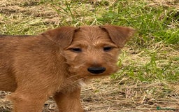 Irish Terrier dogs for sale: Kennel club registered Irish Terrier Puppies - Image 4