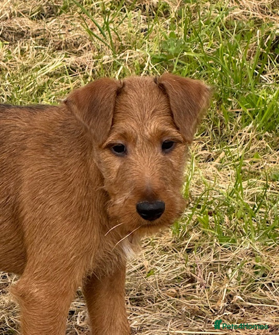 Irish Terrier dogs for sale: Kennel club registered Irish Terrier Puppies - Image 4