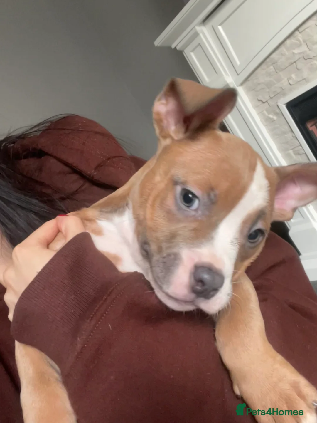 American Bully dogs for sale: ABKC registered Pocket bully/American bully   - Advert 14