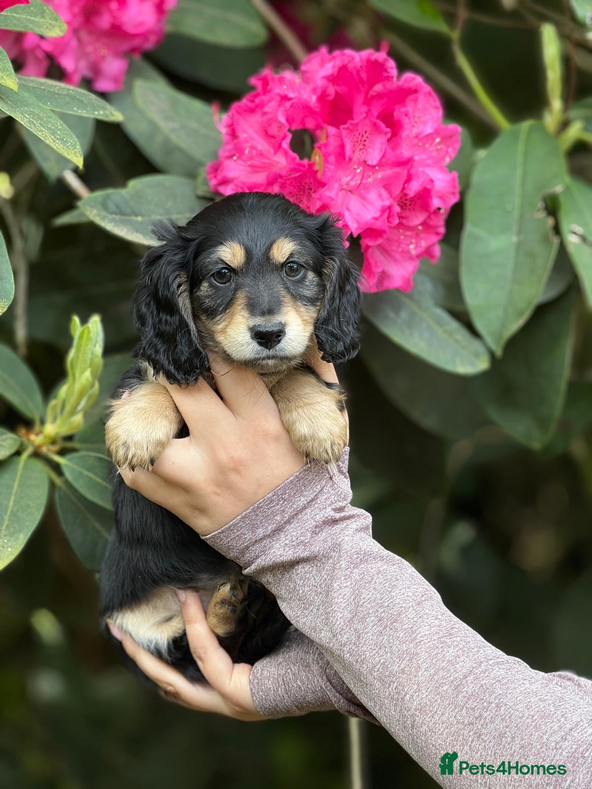 Miniature Dachshund dogs Long Hair Black And Cream Miniature Dachshund - Advert 2