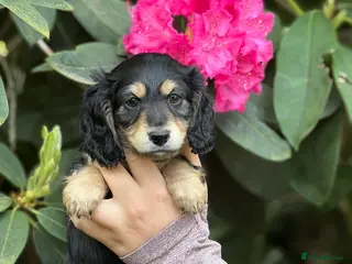 Miniature Dachshund dogs Long Hair Black And Cream Miniature Dachshund - Advert 5