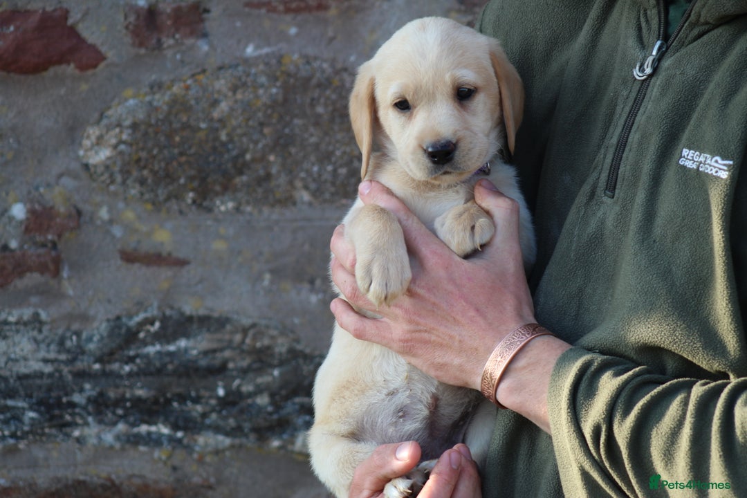 Labrador Retriever dogs for sale: Black and Yellow Working Labrador Puppies  - Image 36