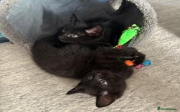 Domestic Shorthair cats for sale: 7 beautiful kittens!!!🐈‍⬛🐈‍⬛🐈‍⬛ - Image 14